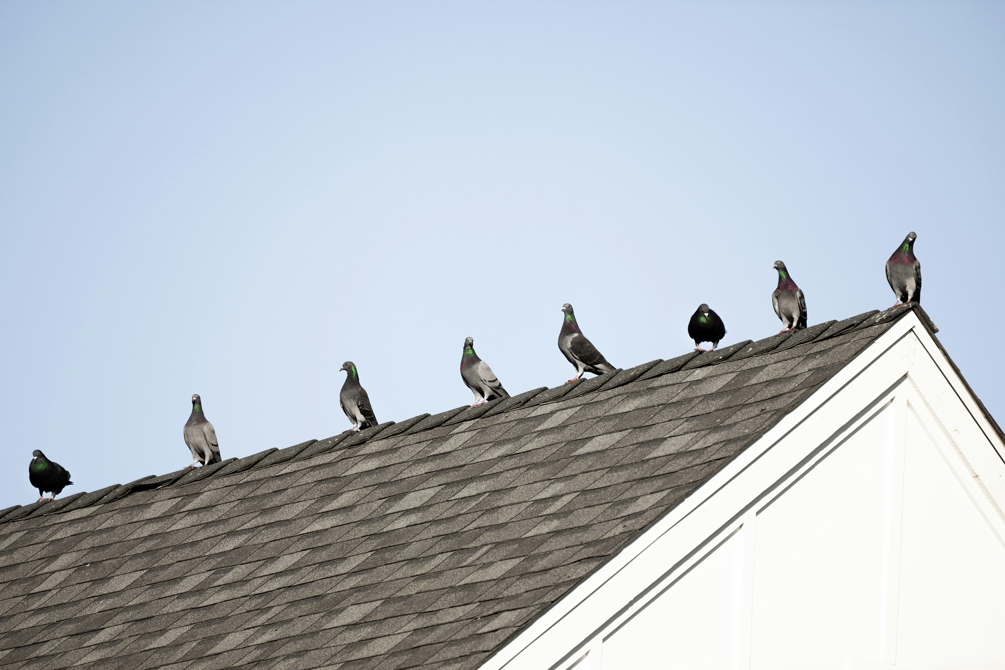 Featured image for “Prevent Damage and Mess: The Benefits of Professional Bird Spikes”
